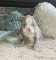 Pearl, a female Boston Terrier for sale in Camden, MI – Photo 4 of 7