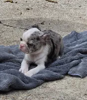 Maria, a female Boston Terrier for sale in Camden, MI – 7 of 8