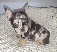 HARLEQUIN , a male French Bulldog for sale in Camden, MI – 6 of 6