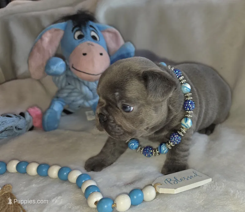 Carlos – French Bulldog puppy for sale in Camden, MI
