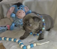 Carlos, a male French Bulldog for sale in Camden, MI – 1 of 7