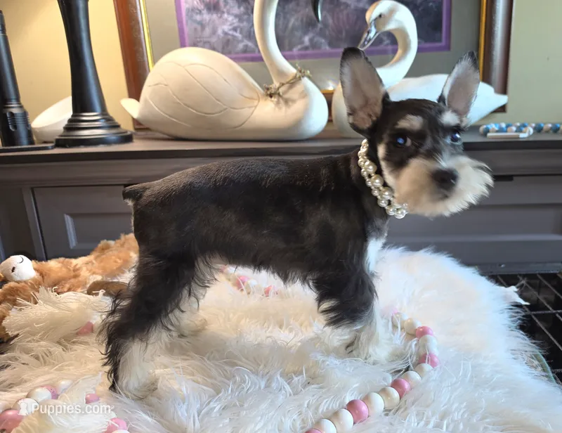 Peggy – Miniature Schnauzer puppy for sale in Camden, MI
