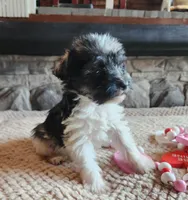 Mandy, a female Miniature Schnauzer for sale in Camden, MI – Photo 4 of 4