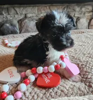 Mandy, a female Miniature Schnauzer for sale in Camden, MI – Photo 1 of 4