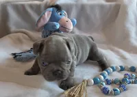 Carlos, a male French Bulldog for sale in Camden, MI – 6 of 7
