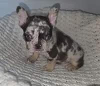 HARLEQUIN , a male French Bulldog for sale in Camden, MI – 2 of 6