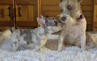 Olivia , a female French Bulldog for sale in Camden, MI – 7 of 9