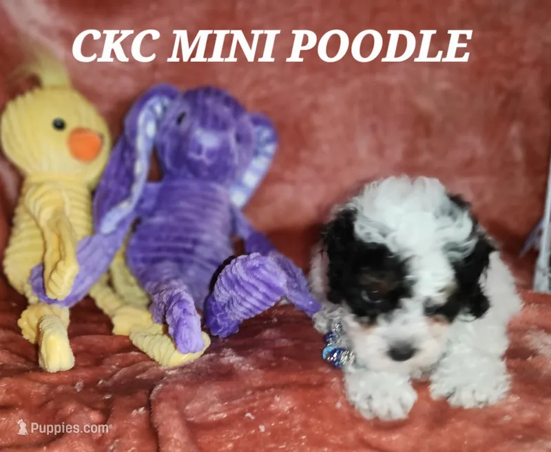 Walter  – Poodle - Miniature  puppy for sale in Camden, MI
