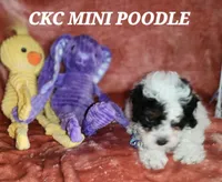 Walter , a male Poodle - Miniature  for sale in Camden, MI – Photo 1 of 6