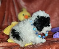 Walter , a male Poodle - Miniature  for sale in Camden, MI – Photo 4 of 6