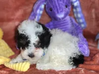 Walter , a male Poodle - Miniature  for sale in Camden, MI – Photo 2 of 6