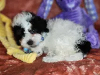 Walter , a male Poodle - Miniature  for sale in Camden, MI – Photo 3 of 6