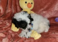 Walter , a male Poodle - Miniature  for sale in Camden, MI – Photo 5 of 6