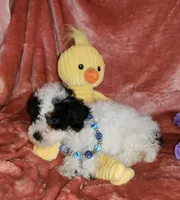 Walter , a male Poodle - Miniature  for sale in Camden, MI – Photo 6 of 6