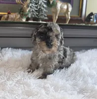 Blue Sugar , a female Poodle - Miniature  for sale in Camden, MI – 3 of 8