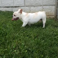 Bella , a female French Bulldog for sale in Sugarcreek, OH – 5 of 8