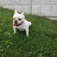 Bella , a female French Bulldog for sale in Sugarcreek, OH – 4 of 8