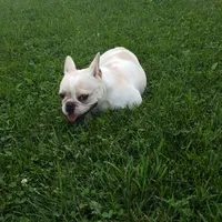 Bella , a female French Bulldog for sale in Sugarcreek, OH – 8 of 8
