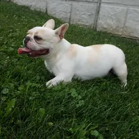 Bella , a female French Bulldog for sale in Sugarcreek, OH – 6 of 8