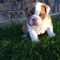 Dozer , a male English Bulldog for sale in Sugarcreek, OH – Photo 2 of 10