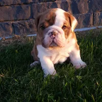 Dozer , a male English Bulldog for sale in Sugarcreek, OH – Photo 9 of 10