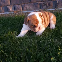 Dozer , a male English Bulldog for sale in Sugarcreek, OH – Photo 8 of 10