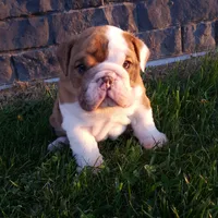 Dozer , a male English Bulldog for sale in Sugarcreek, OH – Photo 10 of 10