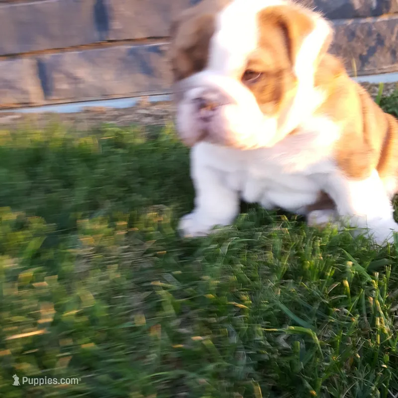 Dozer  – English Bulldog puppy for sale in Sugarcreek, OH