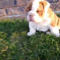 Dozer , a male English Bulldog for sale in Sugarcreek, OH – Photo 1 of 10