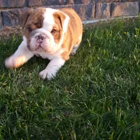 Dozer , a male English Bulldog for sale in Sugarcreek, OH – Photo 4 of 10