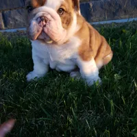 Dozer , a male English Bulldog for sale in Sugarcreek, OH – Photo 6 of 10