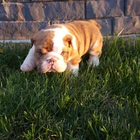 Dozer , a male English Bulldog for sale in Sugarcreek, OH – Photo 3 of 10