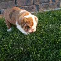 Dozer , a male English Bulldog for sale in Sugarcreek, OH – Photo 7 of 10