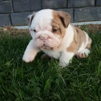 Diesel , a male English Bulldog for sale in Sugarcreek, OH – Photo 7 of 9