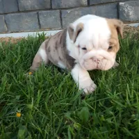 Diesel , a male English Bulldog for sale in Sugarcreek, OH – Photo 8 of 9
