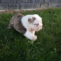 Diesel , a male English Bulldog for sale in Sugarcreek, OH – Photo 9 of 9