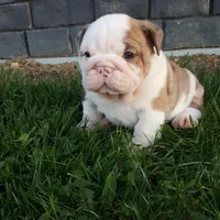 Diesel , a male English Bulldog for sale in Sugarcreek, OH – Photo 2 of 9