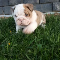 Diesel , a male English Bulldog for sale in Sugarcreek, OH – Photo 5 of 9