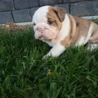 Diesel , a male English Bulldog for sale in Sugarcreek, OH – Photo 4 of 9