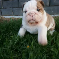 Diesel , a male English Bulldog for sale in Sugarcreek, OH – Photo 3 of 9