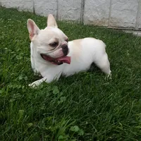 Bella , a female French Bulldog for sale in Sugarcreek, OH – 2 of 8