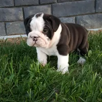 Bruno , a male English Bulldog for sale in Sugarcreek, OH – Photo 5 of 10
