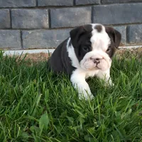 Bruno , a male English Bulldog for sale in Sugarcreek, OH – Photo 2 of 10