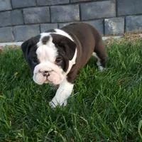 Bruno , a male English Bulldog for sale in Sugarcreek, OH – Photo 3 of 10