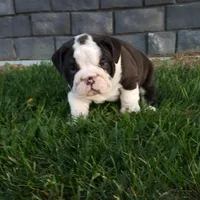 Bruno , a male English Bulldog for sale in Sugarcreek, OH – Photo 9 of 10
