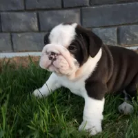 Bruno , a male English Bulldog for sale in Sugarcreek, OH – Photo 7 of 10