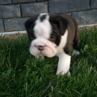 Bruno , a male English Bulldog for sale in Sugarcreek, OH – Photo 8 of 10