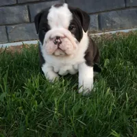 Bruno , a male English Bulldog for sale in Sugarcreek, OH – Photo 4 of 10