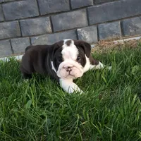 Bruno , a male English Bulldog for sale in Sugarcreek, OH – Photo 6 of 10