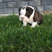 Bruno , a male English Bulldog for sale in Sugarcreek, OH – Photo 10 of 10